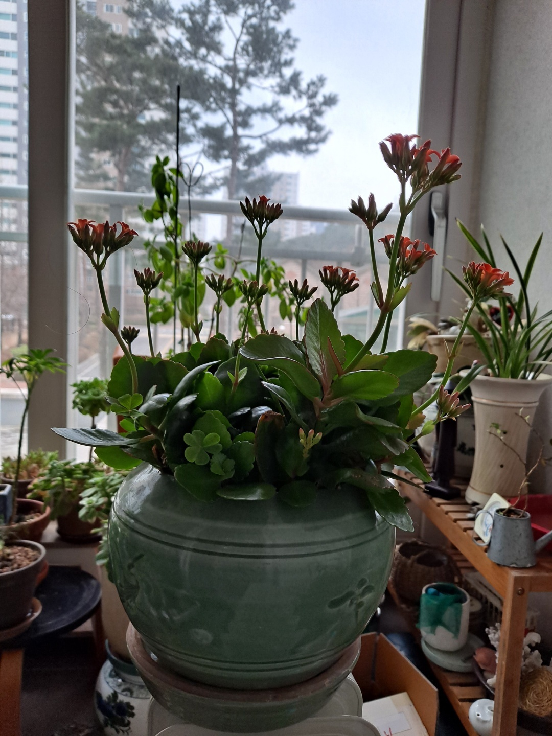 우야꼬 이미지