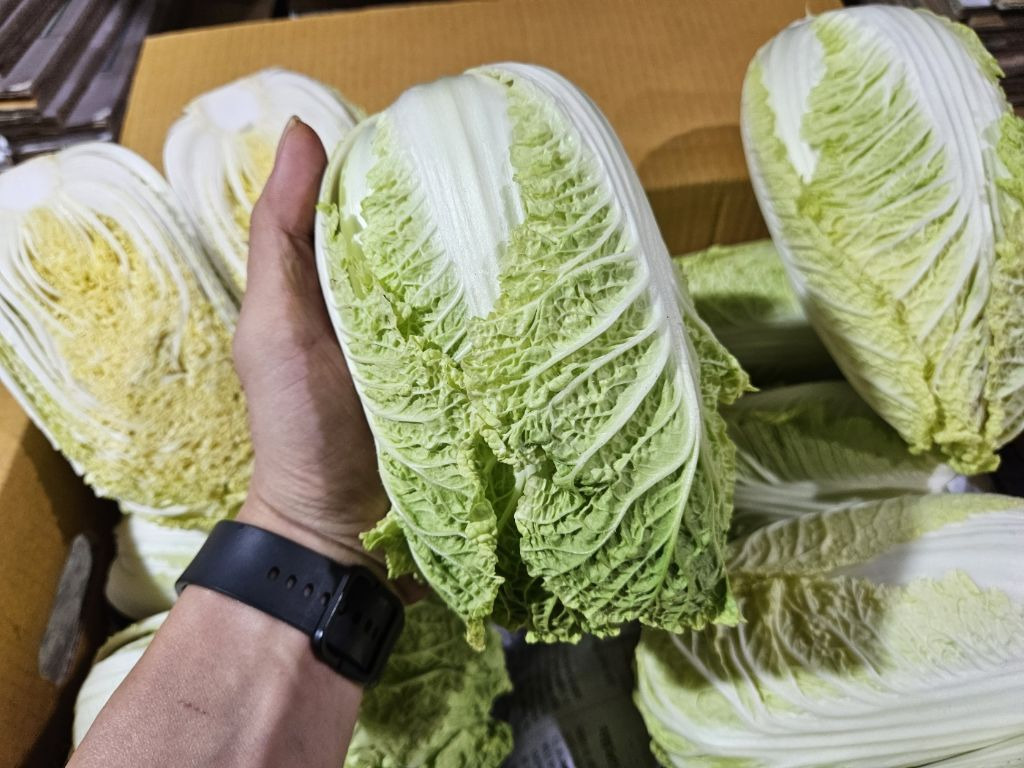 알배기 이미지