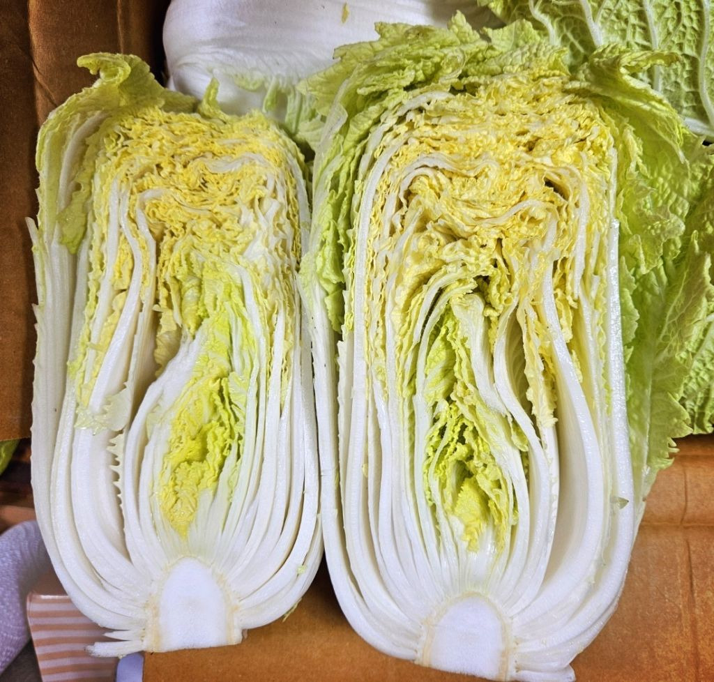 알배기 이미지