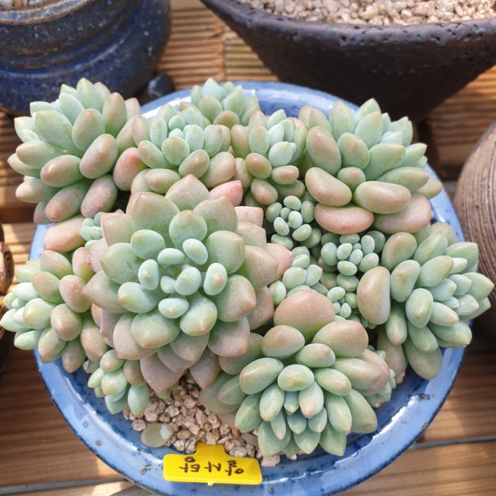 피치스 이미지