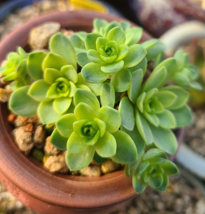 그라노 이미지