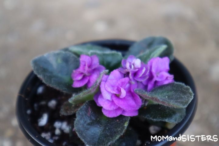 미바라기 이미지