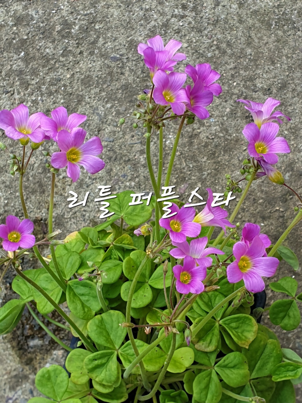 퍼플스타 이미지