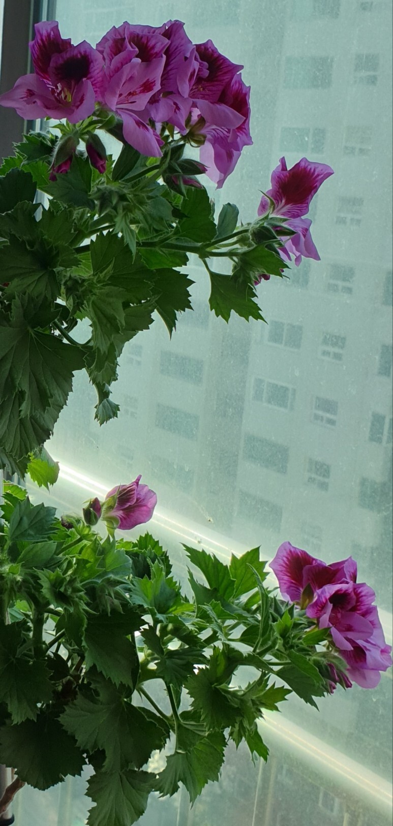 라벤다 이미지