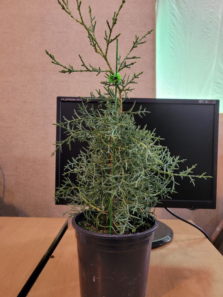 블루아이스 이미지
