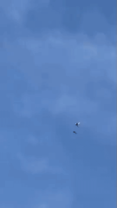 쓸데없이 멋진 하강하는 비둘기 | 인스티즈