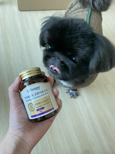 언니네 강아지 이미지