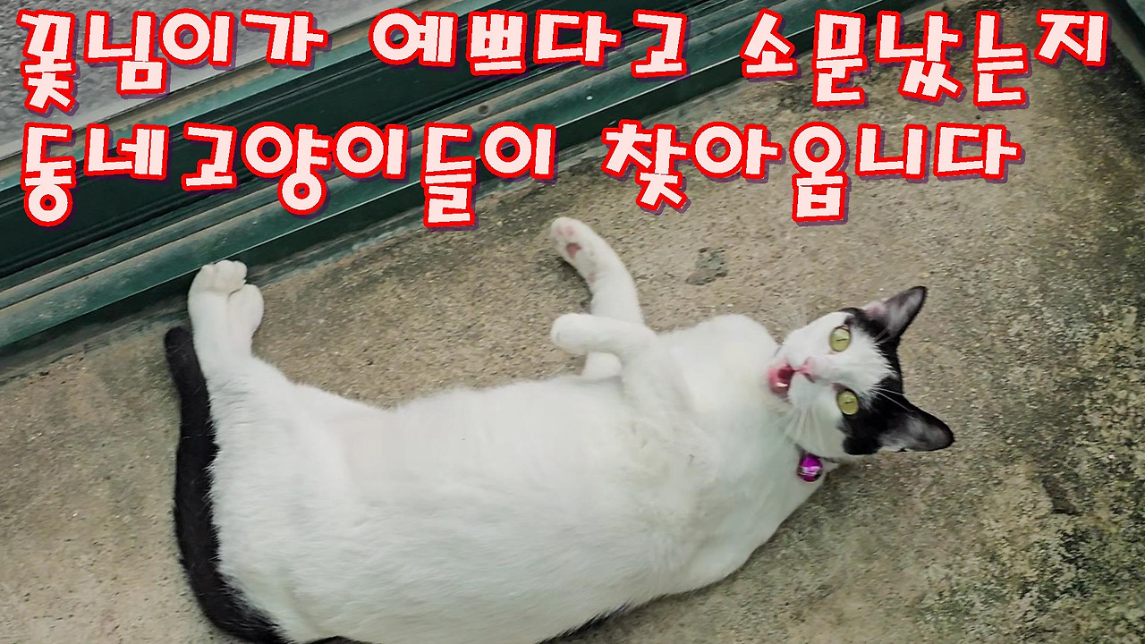 동네고양이 이미지