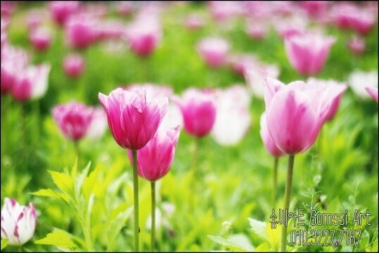 튜울립 이미지
