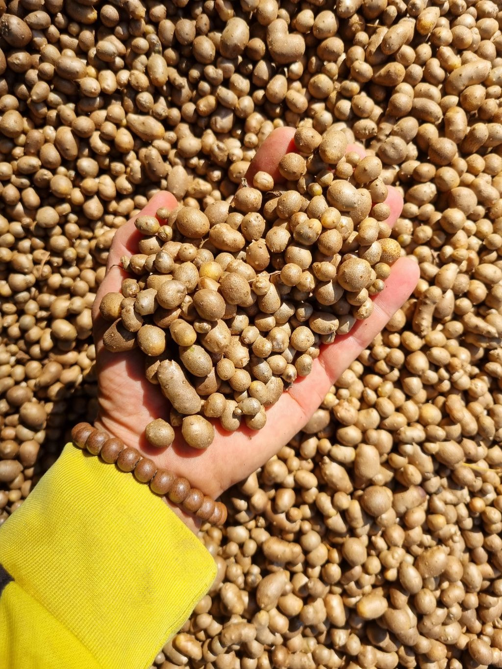 산에서나는 장어라불리는 몸에좋은 햇산마씨앗 (영여자) 판매 - └-… 알뜰 시장 (일반) - 꽃을사랑하는사람들 (다육,화분)