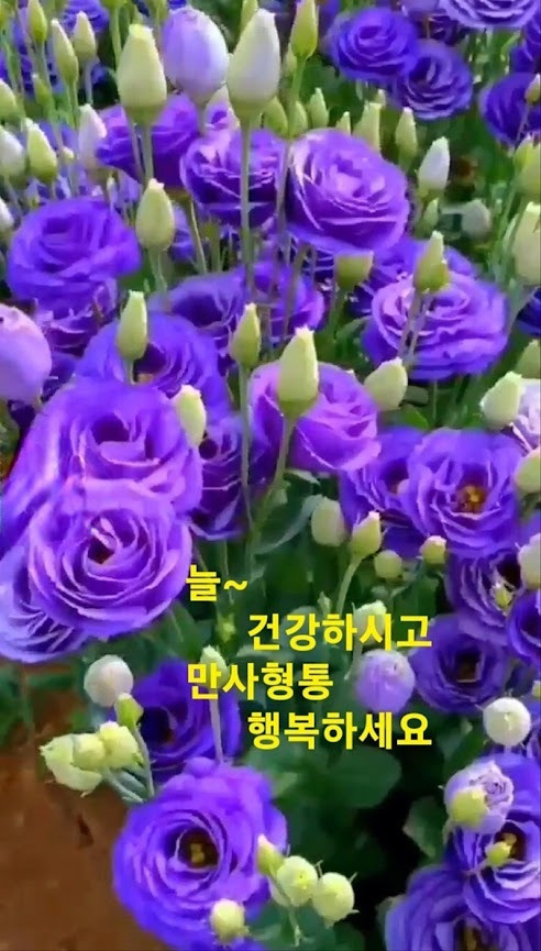 꽃;다시피다 이미지