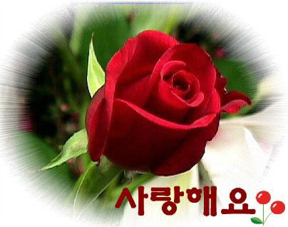 사랑 이미지