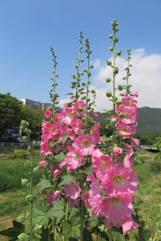 접시꽃 이미지