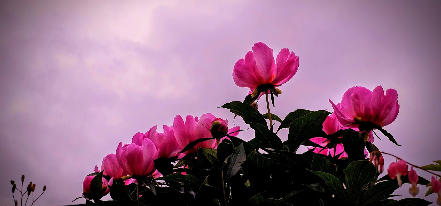 꽃;다시피다 이미지