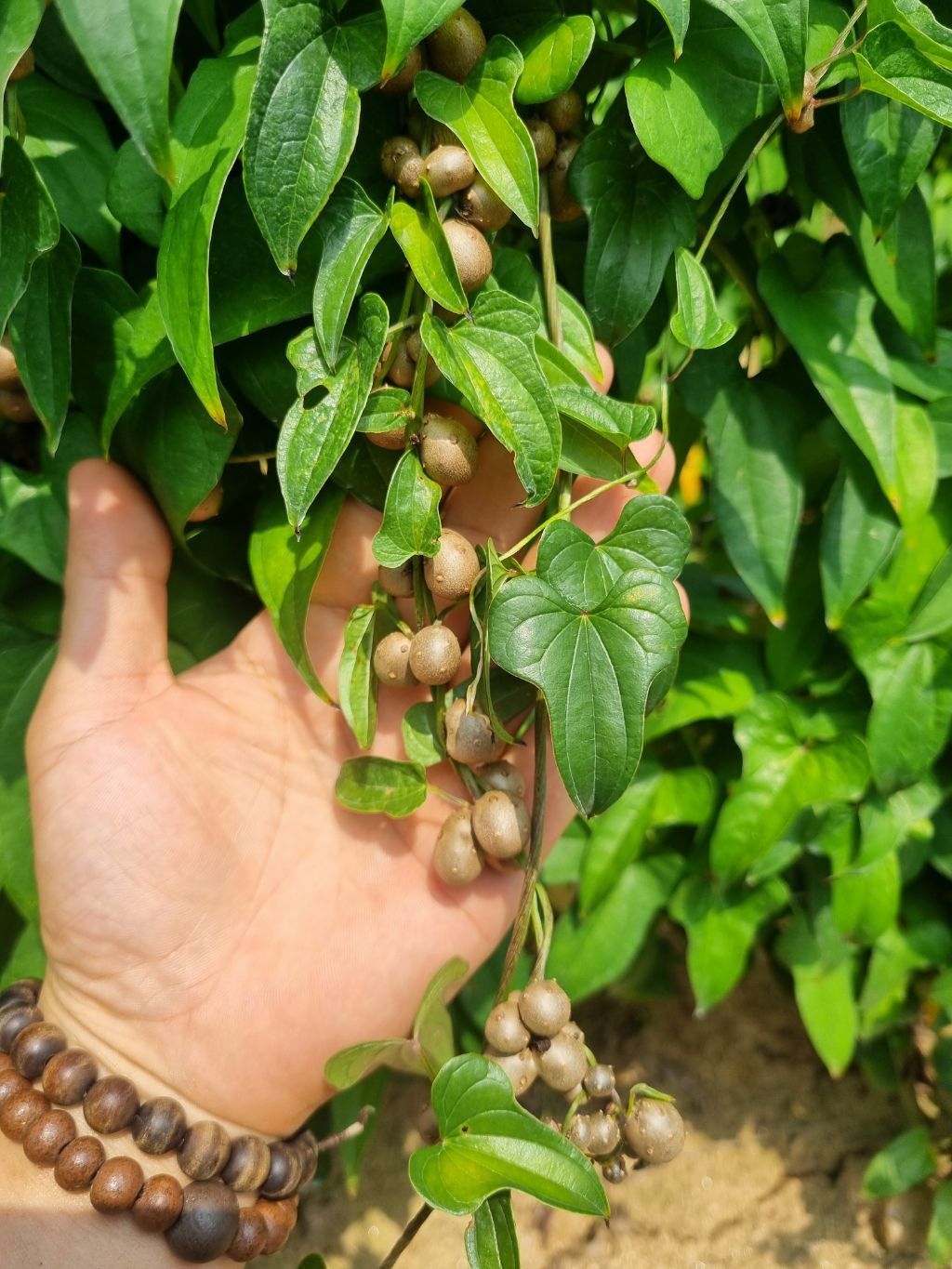 산에서나는 장어라불리는 몸에좋은 햇산마씨앗 (영여자) 판매 - └-… 알뜰 시장 (일반) - 꽃을사랑하는사람들 (다육,화분)