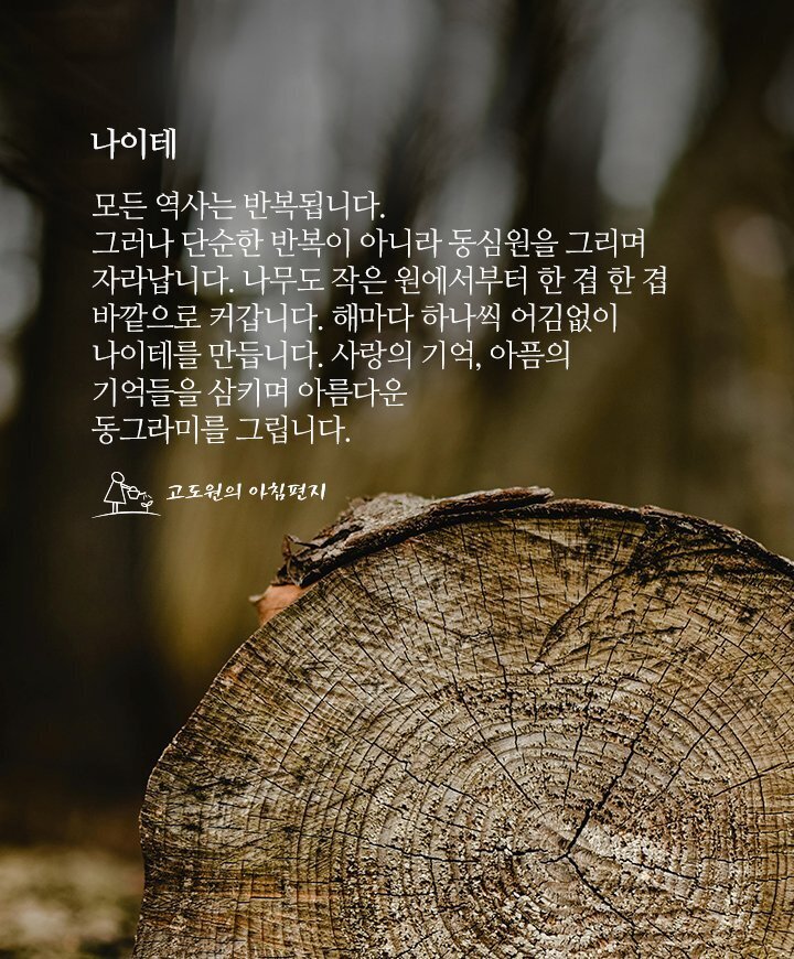 나이테 이미지