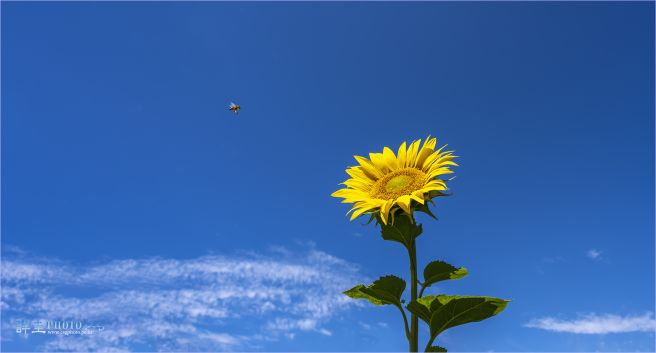해바라기 이미지