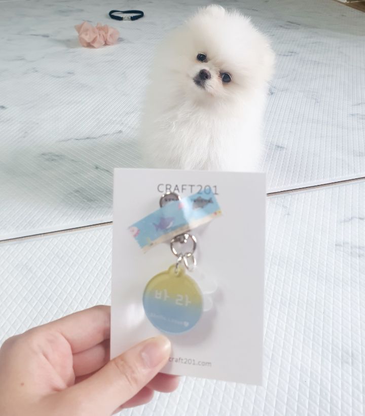 바라 이미지