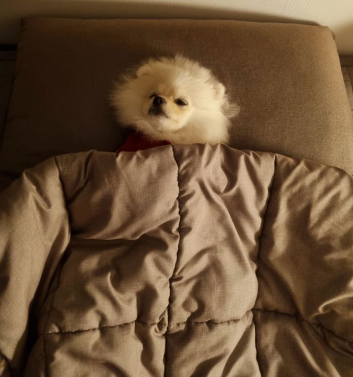 바라 이미지