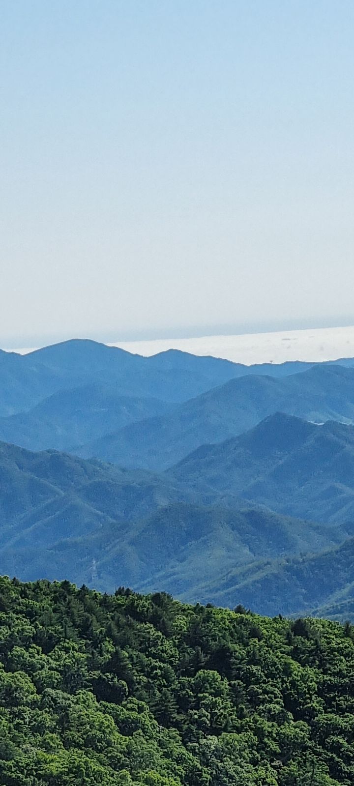 파란하늘숲 이미지