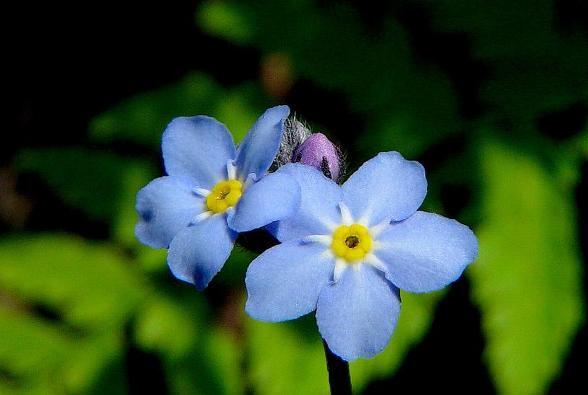 물망초forgetmenot 이미지
