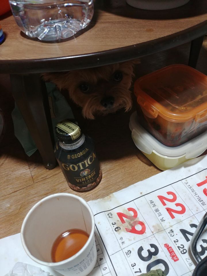 야돼지다 이미지