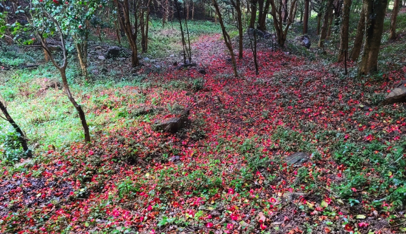 4월 3-4일 다산초당, 백련사 동백꽃, 청산도 유채꽃, 남미륵사... 흐르다 4월 3-4일 다산초당, 백련사 동백꽃, 청산도 유채꽃, 남미륵사 서부해당화