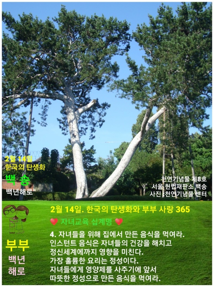 한국의 탄생화와 부부 사랑 / 백송 - ◈ 우리나라 오늘의 꽃 제작... 하늘바다의 꽃과 철학/유레카3 2월 14일. 한국의 탄생화와 부부 사랑 / 백송​