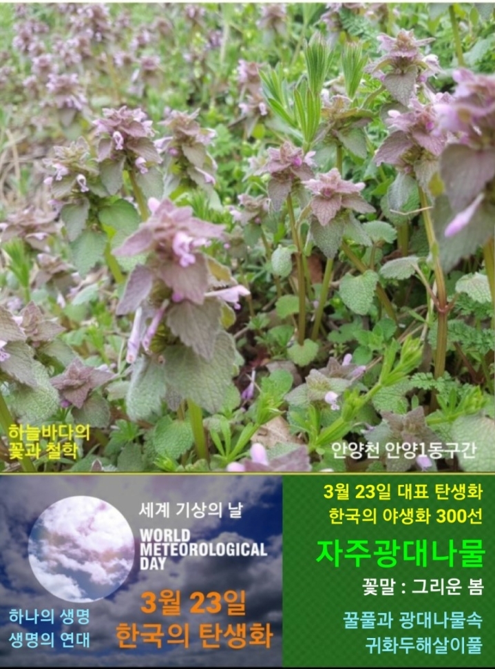 한국의 탄생화와 부부 사랑 / 자주광대나물 - ◈ 우리나라 오늘의 꽃 제작 - 하늘바다의 꽃과 철학/유레카3 3월 23일. 세계 기상의 날. 한국의... 