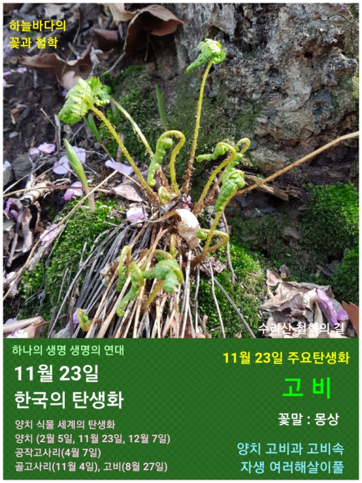 11월 23일. 한국의 탄생화와 부부 사랑 / 양치식물. 관중, 고사리, 고비... 11월 23일. 한국의 탄생화와 부부 사랑 / 양치식물. 관중, 고사리, 고비... 