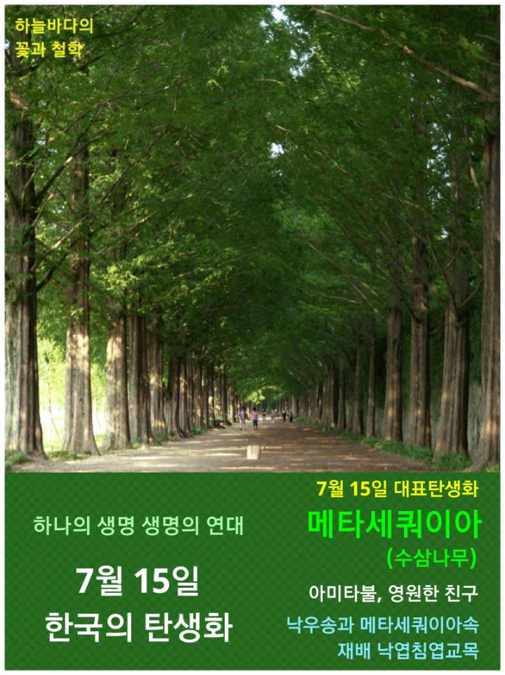 7월 15일 한국의 탄생화/메타세쿼이아 - ◈ 우리나라 오늘의 꽃 제작 - 하늘바다의 꽃과 철학/유레카3 7월 15일 한국의 탄생화/메타세쿼이아