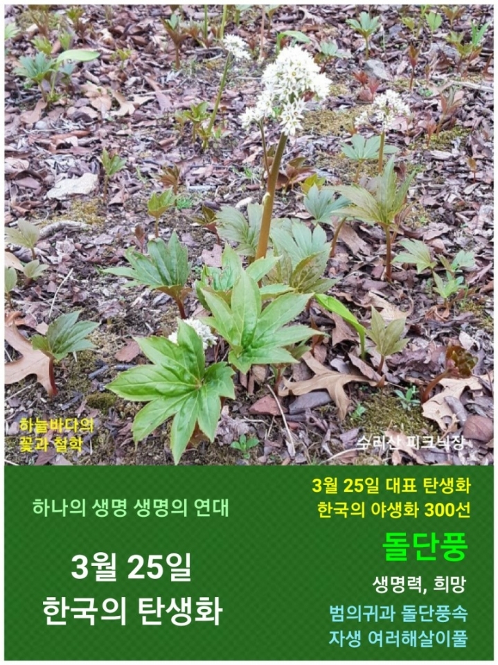 3월 25일. 한국의 탄생화와 부부 사랑 / 돌단풍 - ◈ 우리나라 오늘의... 꽃과 철학/유레카3 3월 25일. 한국의 탄생화와 부부 사랑 / 돌단풍