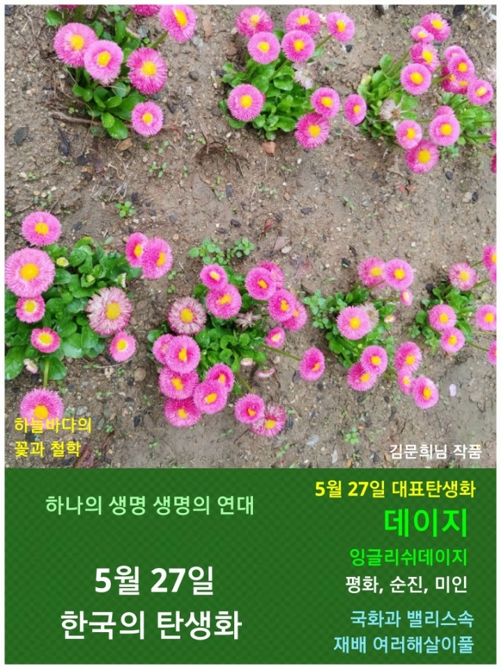 5월 27일. 한국의 탄생화 / 데이지 - ◈ 우리나라 오늘의 꽃 제작 - 하늘바다의 꽃과 철학/유레카3 5월 27일. 한국의 탄생화 / 데이지