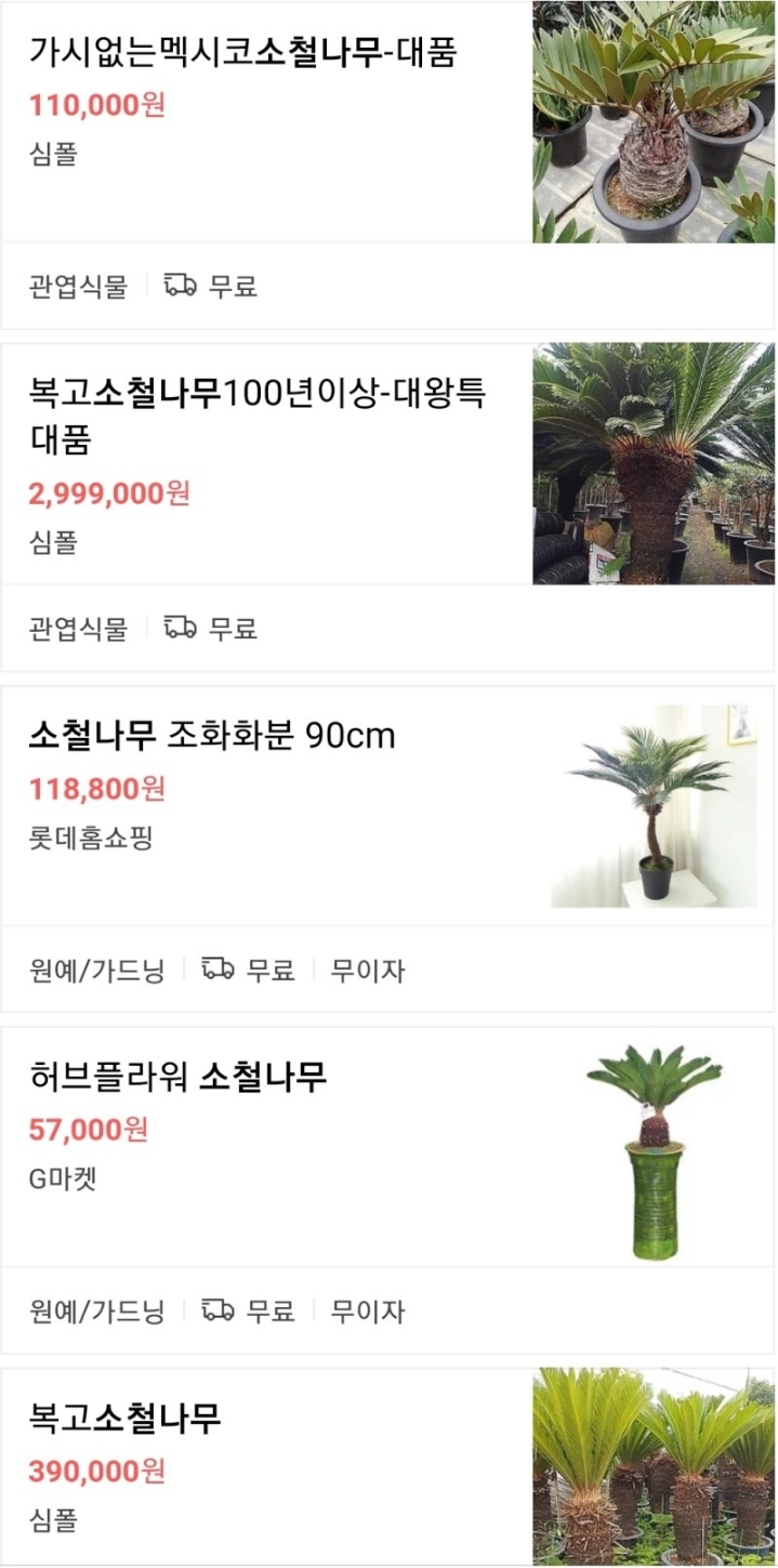 1월 31일. 한국의 탄생화와 부부 사랑 / 소철, 호주삼나무 - ◈ 우리나라 오늘의 꽃 제작 - 하늘바다의 꽃과 철학/유레카3