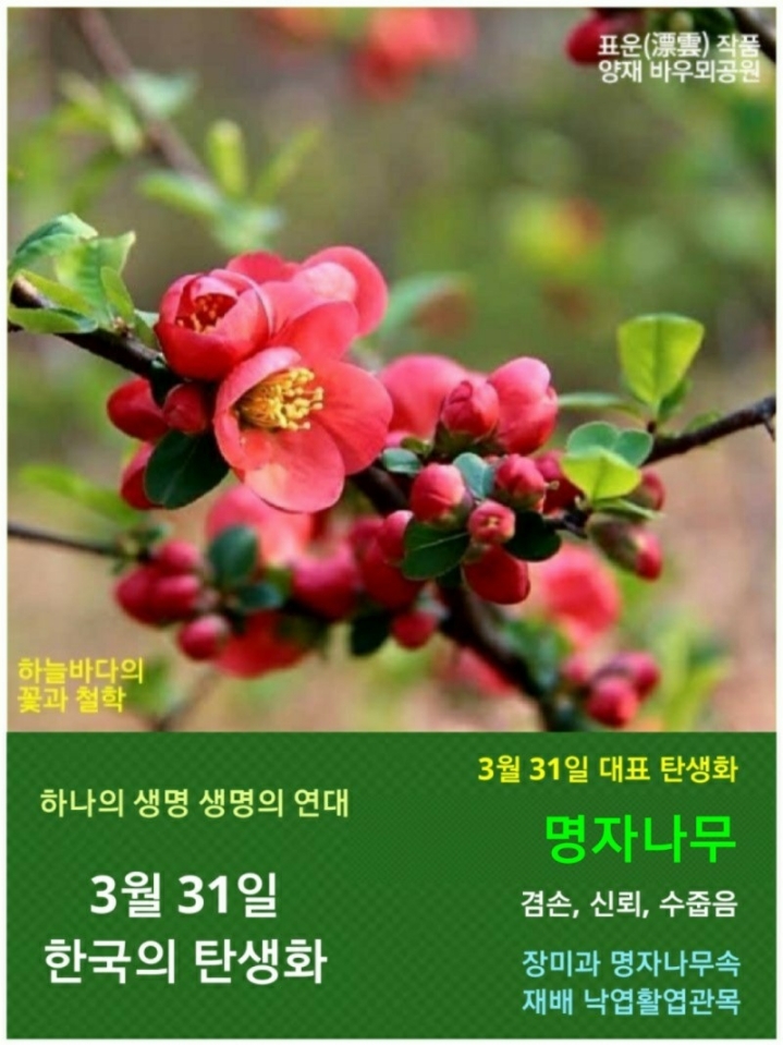 3월 31일. 한국의 탄생화와 부부 사랑 / 명자나무 (산당화)... 꽃과 철학/유레카3 3월 31일. 한국의 탄생화와 부부 사랑 / 명자나무 (산당화)