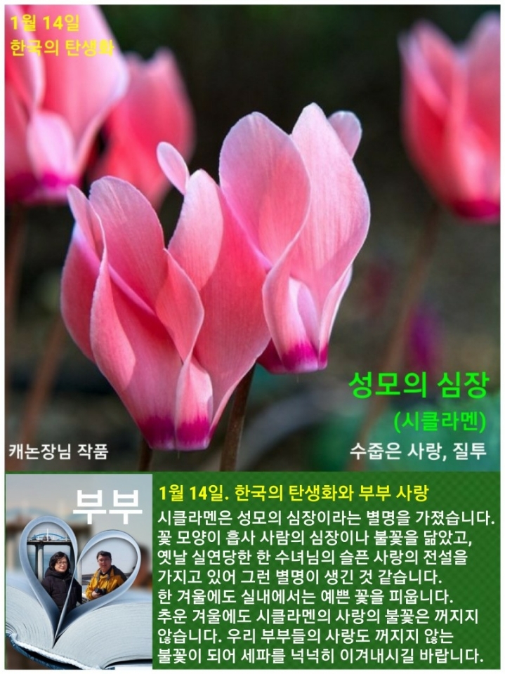 1월 14일. 한국의 탄생화와 부부 사랑 / 시클라멘 - ◈ 우리나라 오늘의... 꽃과 철학/유레카3 1월 14일. 한국의 탄생화와 부부 사랑 / 시클라멘