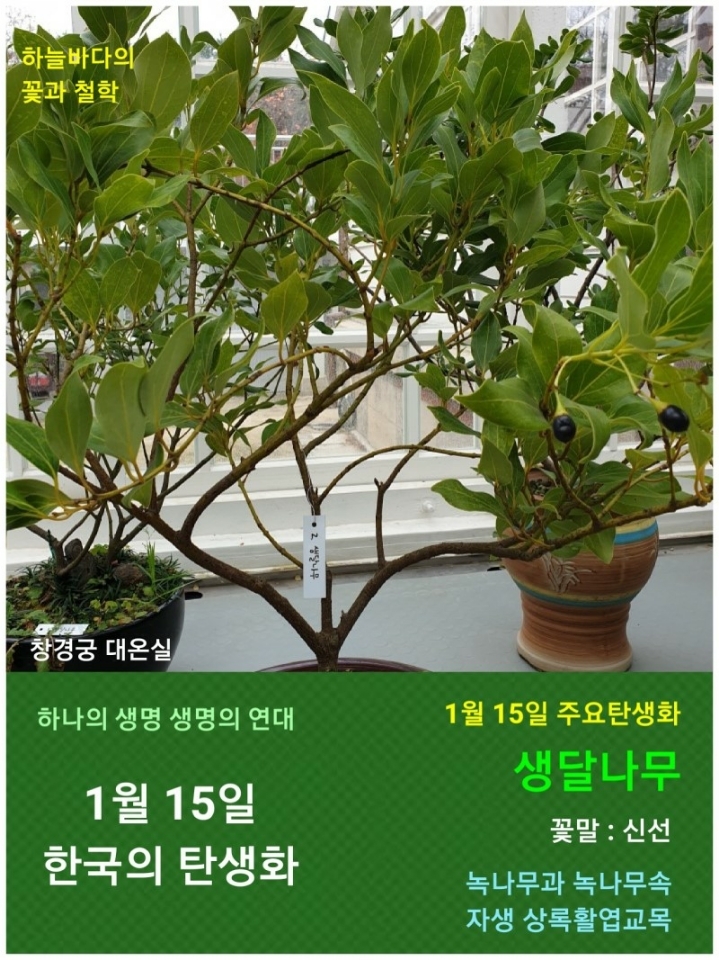 한국의 탄생화와 부부 사랑 / 녹나무, 생달나무 - ◈ 우리나라 오늘의... 철학/유레카3 1월 15일. 한국의 탄생화와 부부 사랑 / 녹나무, 생달나무
