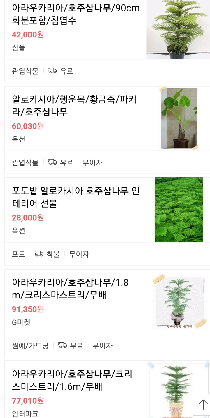 1월 31일. 한국의 탄생화와 부부 사랑 / 소철, 호주삼나무 - ◈ 우리나라 오늘의 꽃 제작 - 하늘바다의 꽃과 철학/유레카3