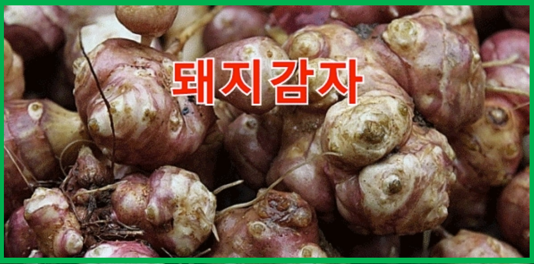 좋은돼지 이미지
