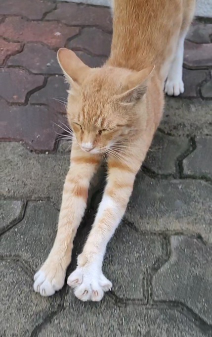 도시의사냥꾼 이미지