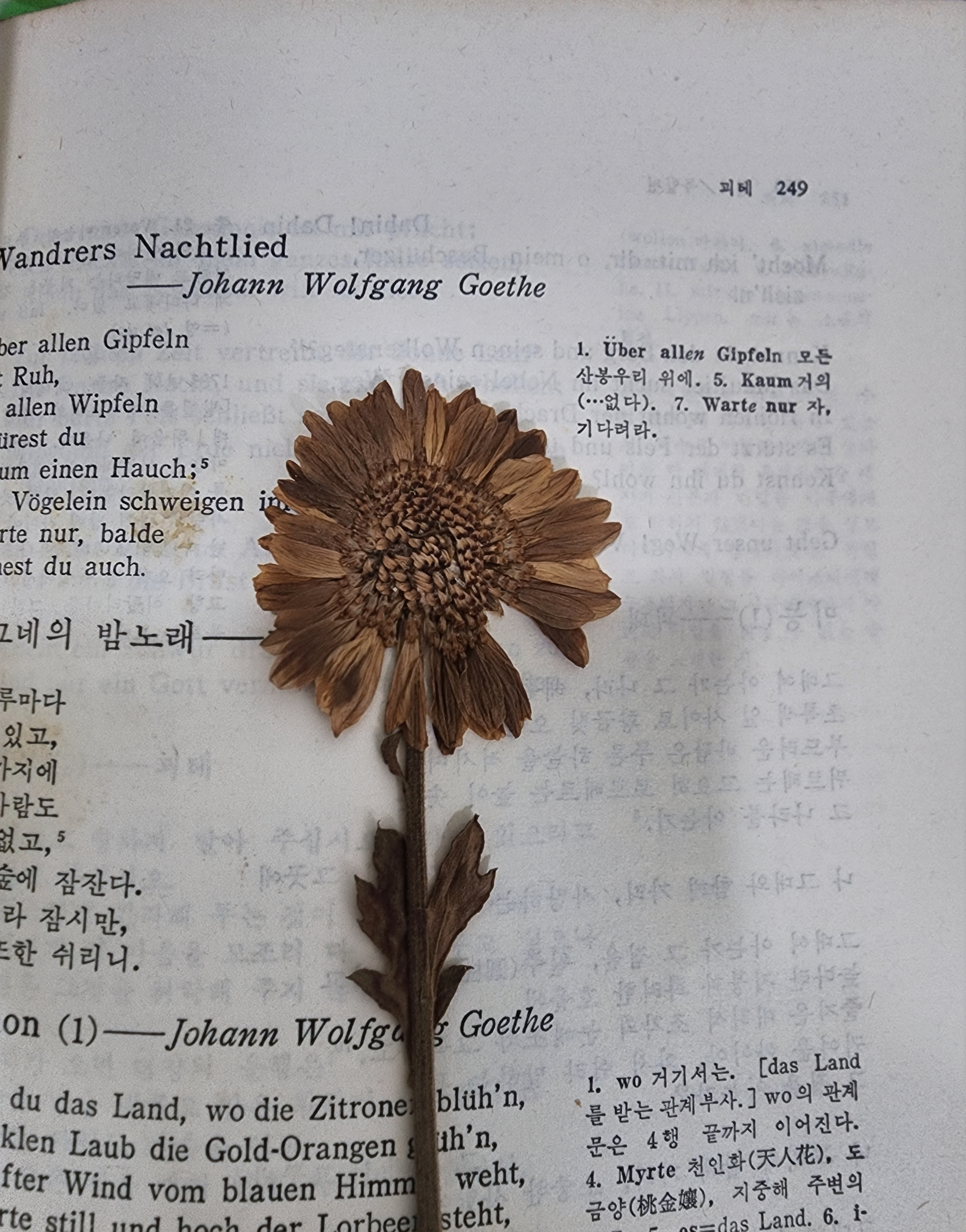 숨은꽃 이미지