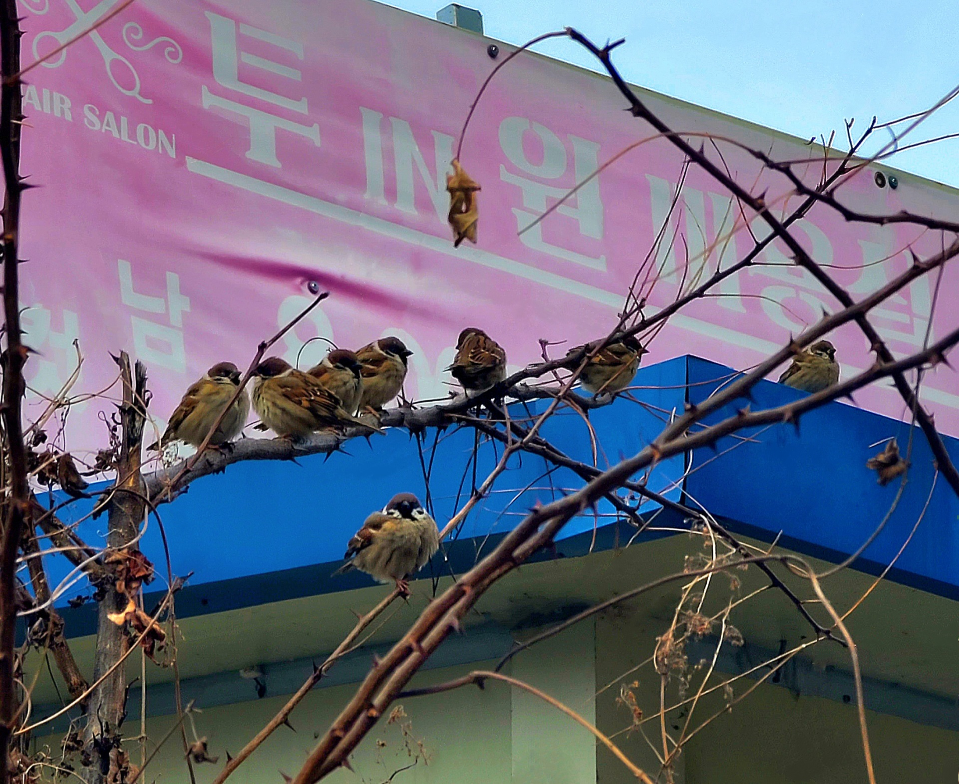 단대목 이미지