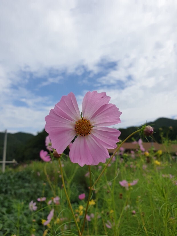 코스모스 이미지
