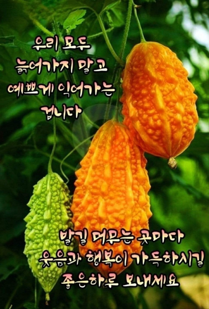 행복꽃 이미지