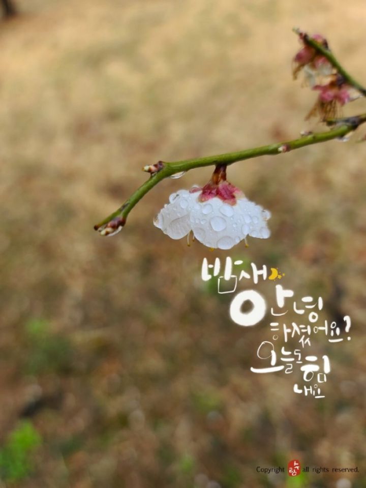 사는동안꽃처럼 이미지