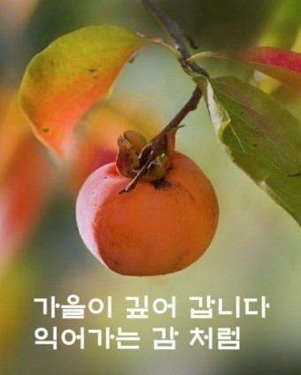 행복꽃 이미지