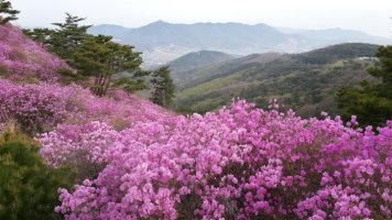 연분홍 이미지