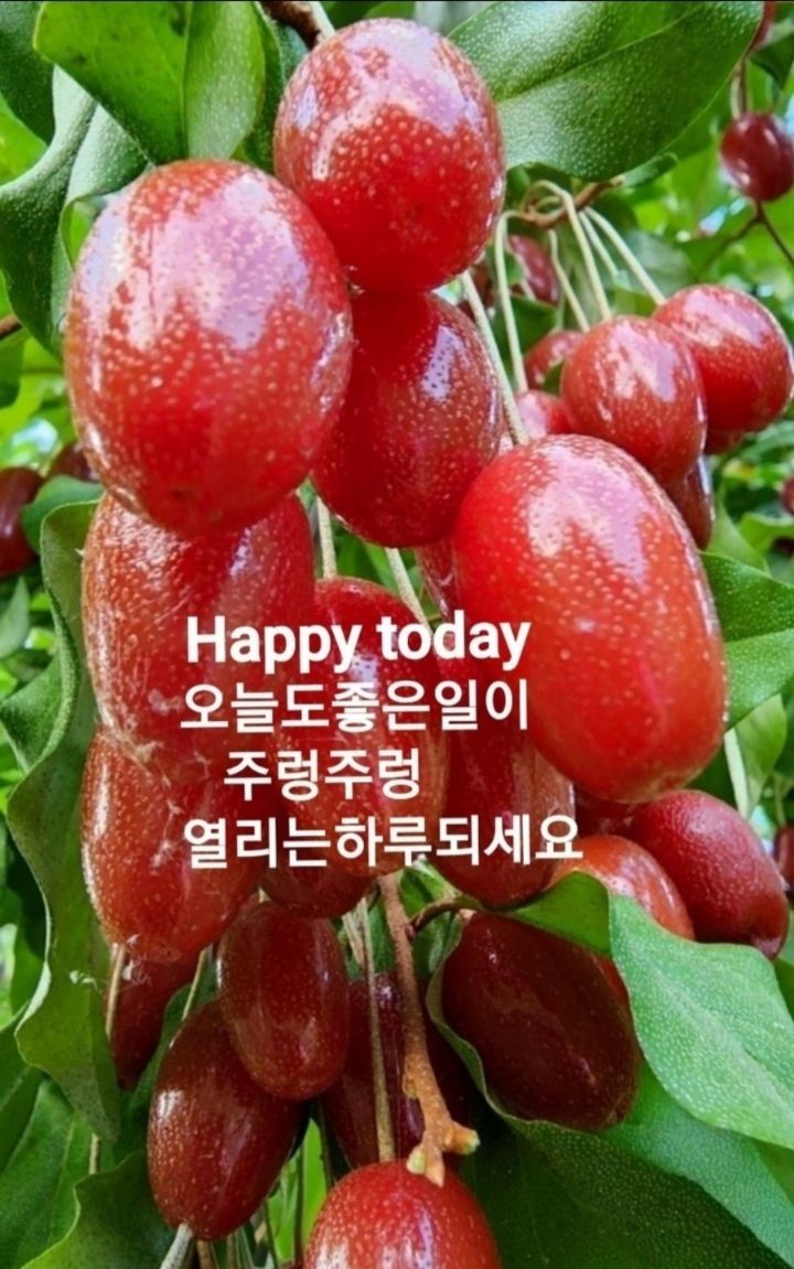 다시오리 이미지
