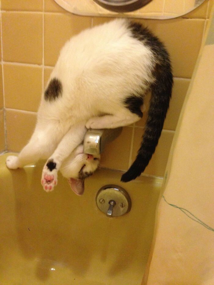 꿀꺽 이미지
