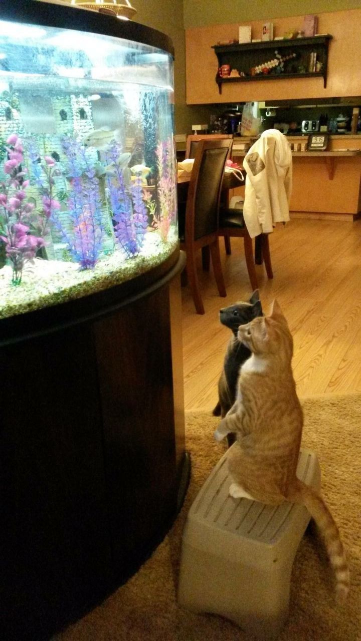꿀꺽 이미지